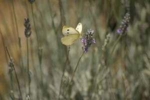 Lavende J